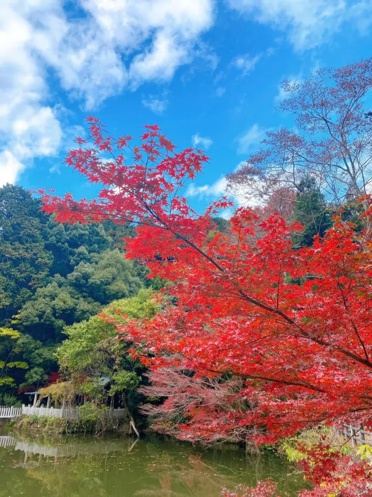 【紅葉名所】兵庫県のおすすめスポット 最上山公園のもみじ山のマップ