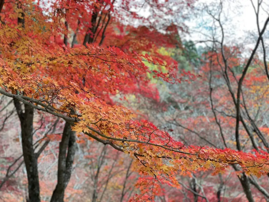 【紅葉名所】兵庫県のおすすめスポット 最上山公園のもみじ山のマップ