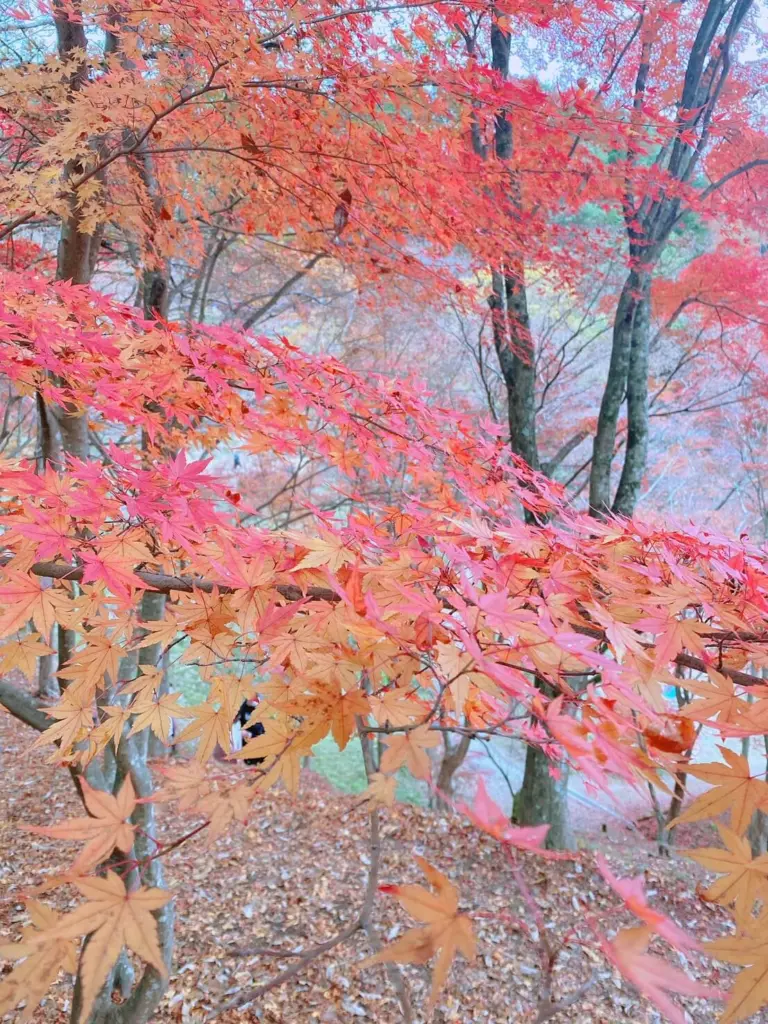 【紅葉名所】兵庫県のおすすめスポット 最上山公園のもみじ山のマップ