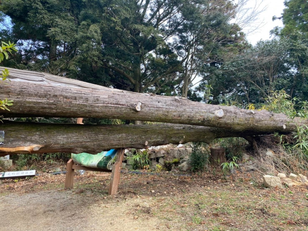 倒れている大きい杉の木