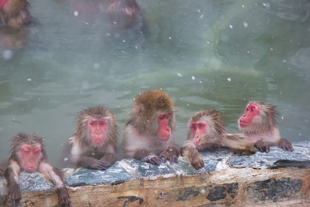 温泉に入っている猿たち